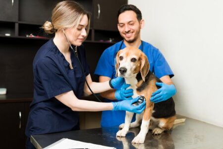 vets for pets
